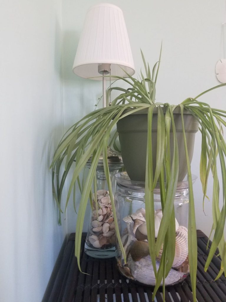 Create inviting corners with a repurposed vase and jug