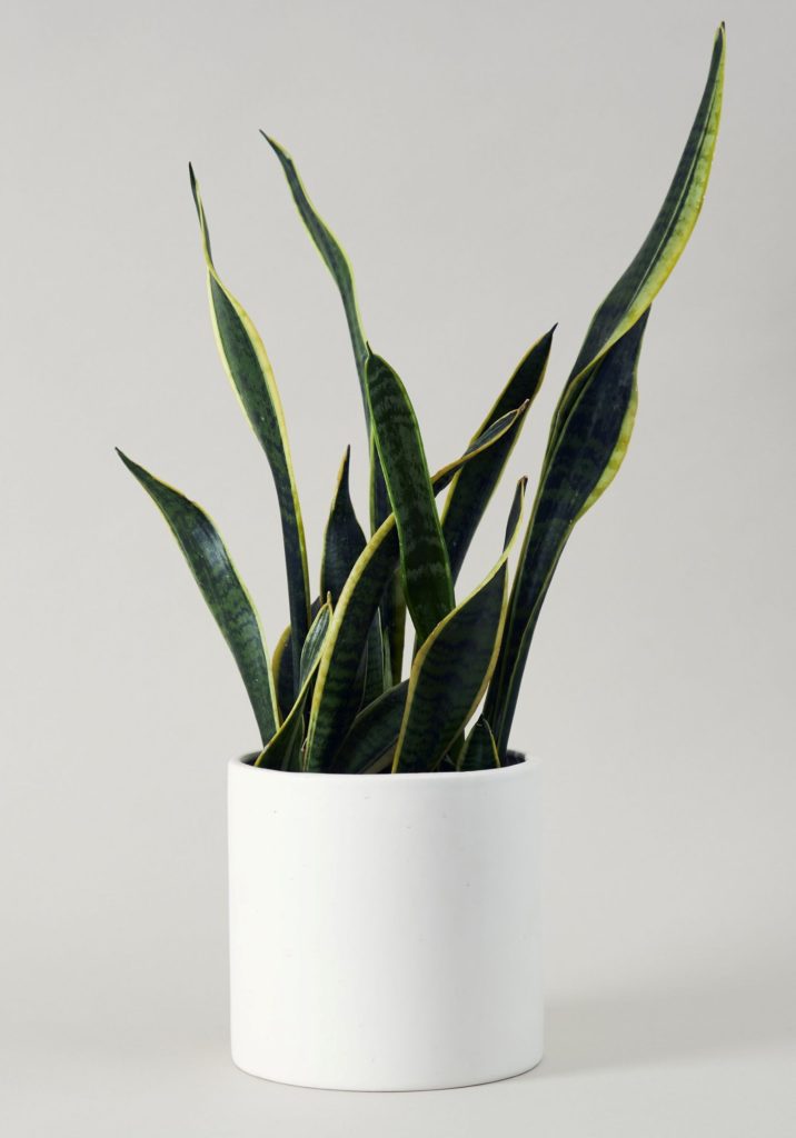 Snake plants are foundational to any houseplant collection