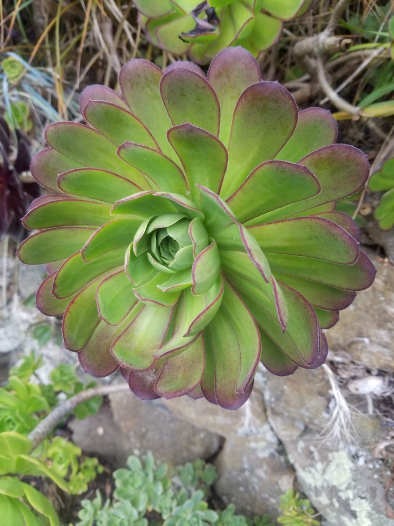 Succulents give a stunning beauty