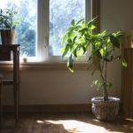 Grace your space with green life