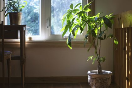 Grace your space with green life