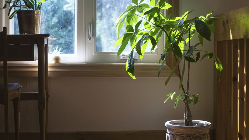 Grace your space with green life