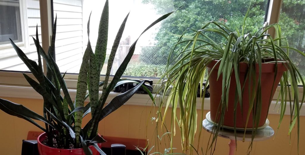 Snake and airplane plants