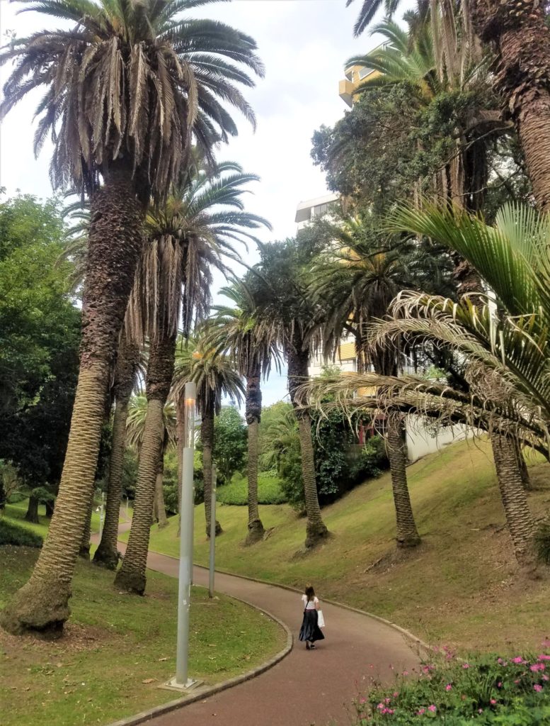 Central Auckland is full of gorgeous greenery