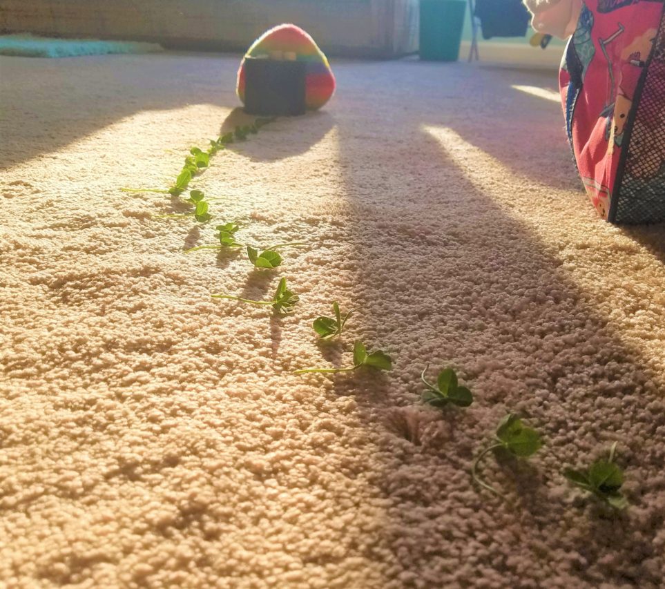 Ideas for Saint Patrick’s Day - shamrock trail