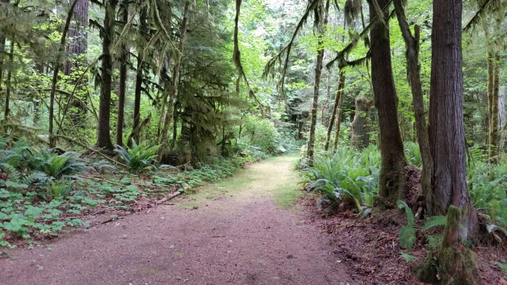Walk a Washington rainforest