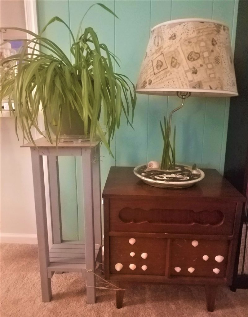 A plant adds life and beauty to any space