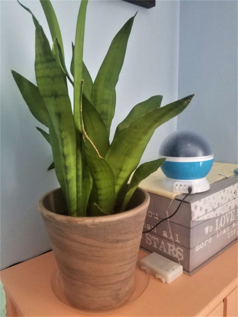 Snake plant and star globe on dresser