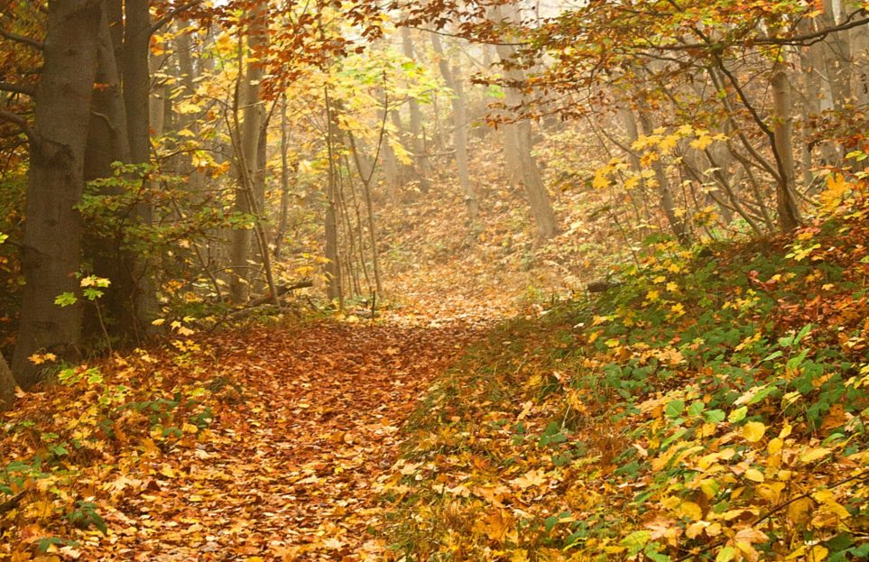 Autumn trail
