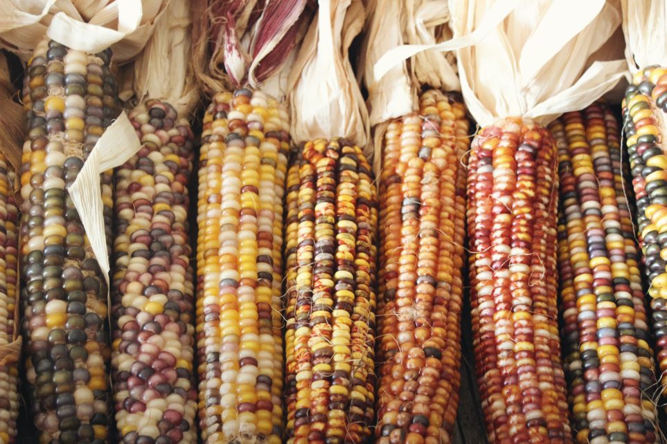 Indian corn