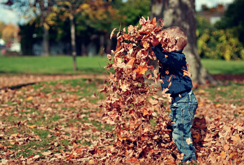Toddler playing in pile of leaves