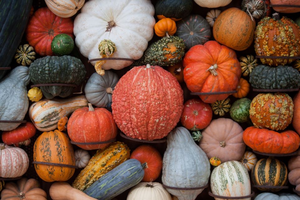 Pumpkins and gourds