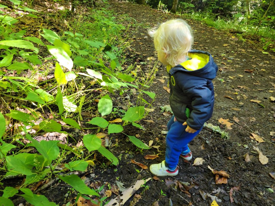 Oconaluftee Indian Village botanical trail
