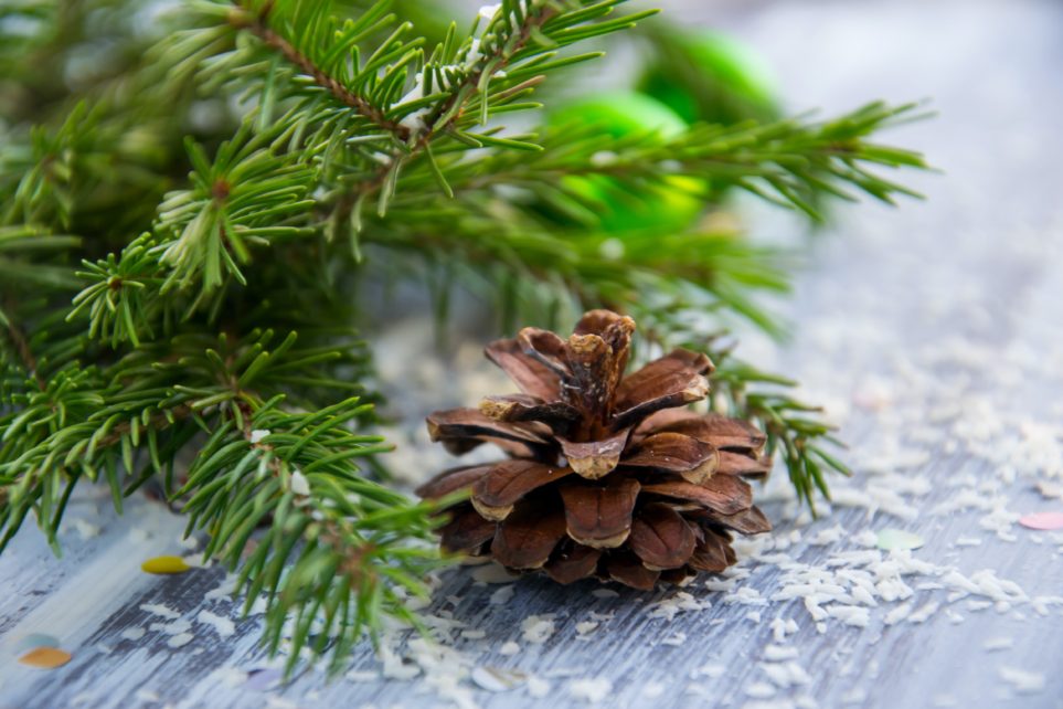 Baby pine cone and evergreen branch