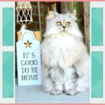 happy home happy life