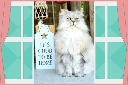 happy home happy life