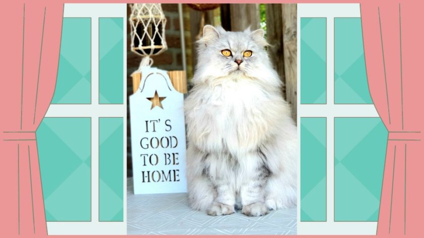 happy home happy life