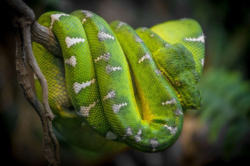 Jewel green tree snake