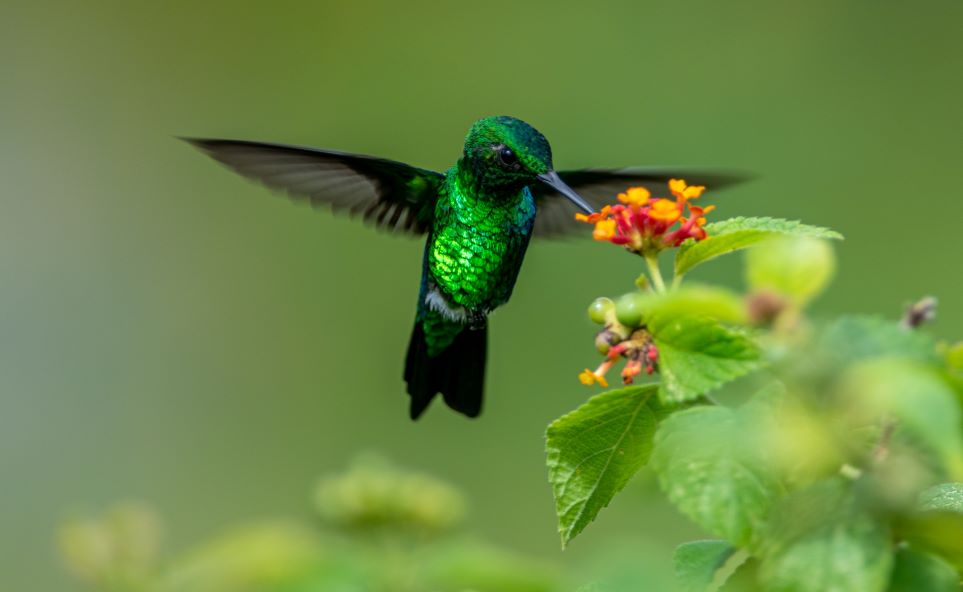 Glittering starfrontlet or green-crowned brilliant hummingbird