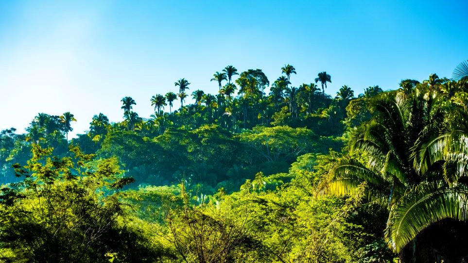 Tropical verdant forest and blue sky