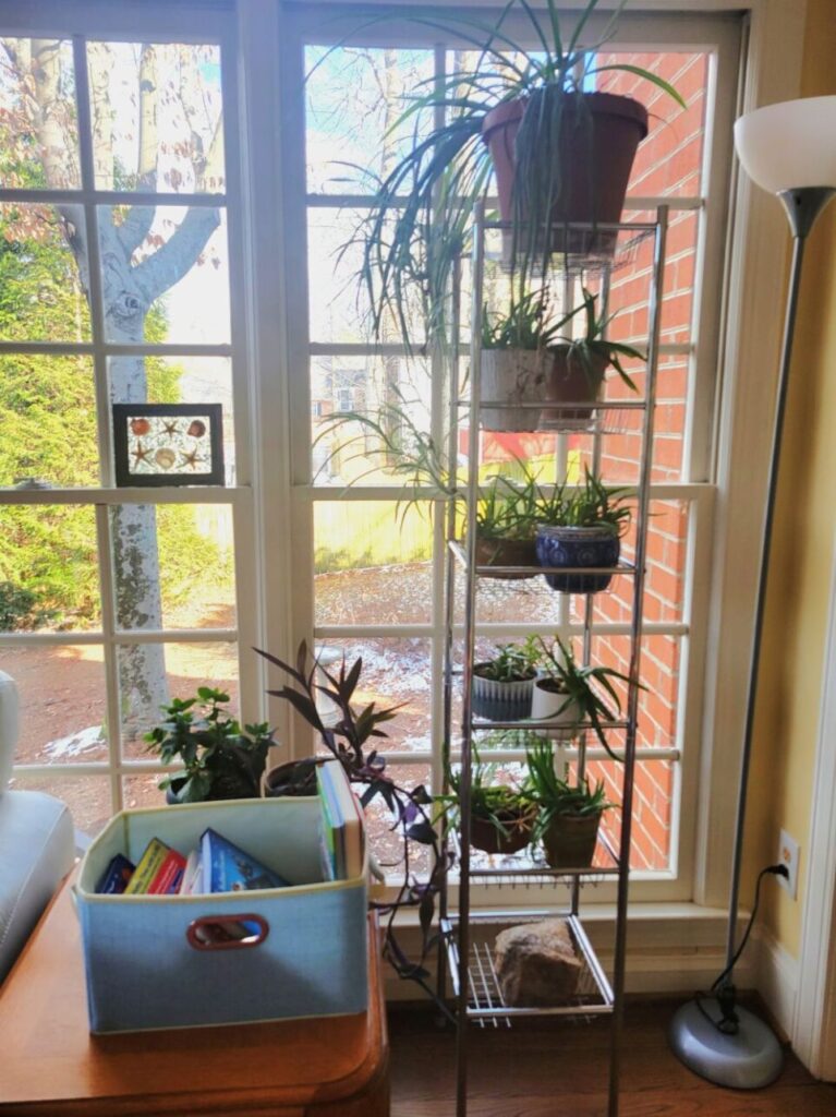 In front of floor-to-ceiling windows in the sunroom, a tall metal shelving unit stands next to a floor lamp in the corner of the room, filled with eight succulent plants and topped with a larger airplane plant. Next to it is an end table (flanking a white loveseat out of view) with a fabric bin on top filled with several children's books. This is how to make a house feel like a home: fill it with living house plants and create a cosy reading space amidst them in the sunniest room!