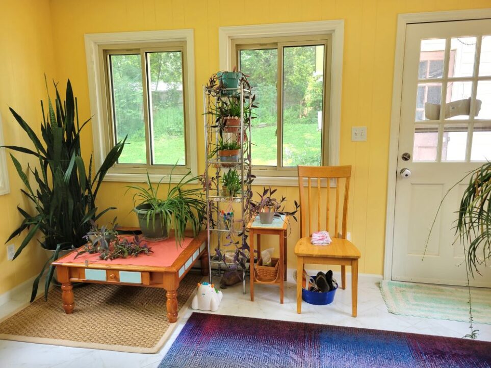 View of back wall in sunroom at old house. The back door is in right corner. To its left are two windows. In the left corner is a six-foot tall snake plant, and below the left window, next to it, a square coffee table with an airplane plant on top. Right of the coffee table, in front of the middle window, is a tall metal shelving unit with several plants - wandering Jew, aloes, etc. Next to that a small end table with another wandering Jew. Next to that, a chair for removing/putting on shoes when going outside or coming in.