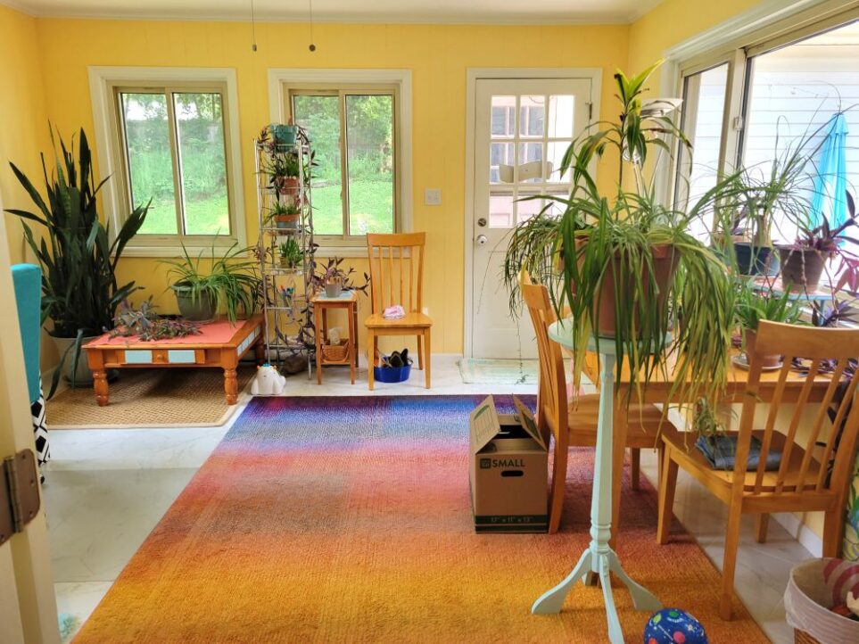View of sunroom at old house from open French doors: back wall has the back door and two windows. In the left corner is a six-foot tall snake plant, next to it a square coffee table with an airplane plant on top. Next to that, a tall metal shelving unit with several plants - wandering Jew, aloes, etc. Next to that a small end table with another wandering Jew. Next to that, a chair for removing/putting on shoes when going outside or coming in. Back door is in right corner. Along wall on right is a large window spanning most of the wall, and under it is an old kitchen table with chairs and many plants on top in front of the window. A large airplane plant sits on a plant stand in front of the table. One moving box is seen in front of the table, preparing to move house in a matter of weeks.