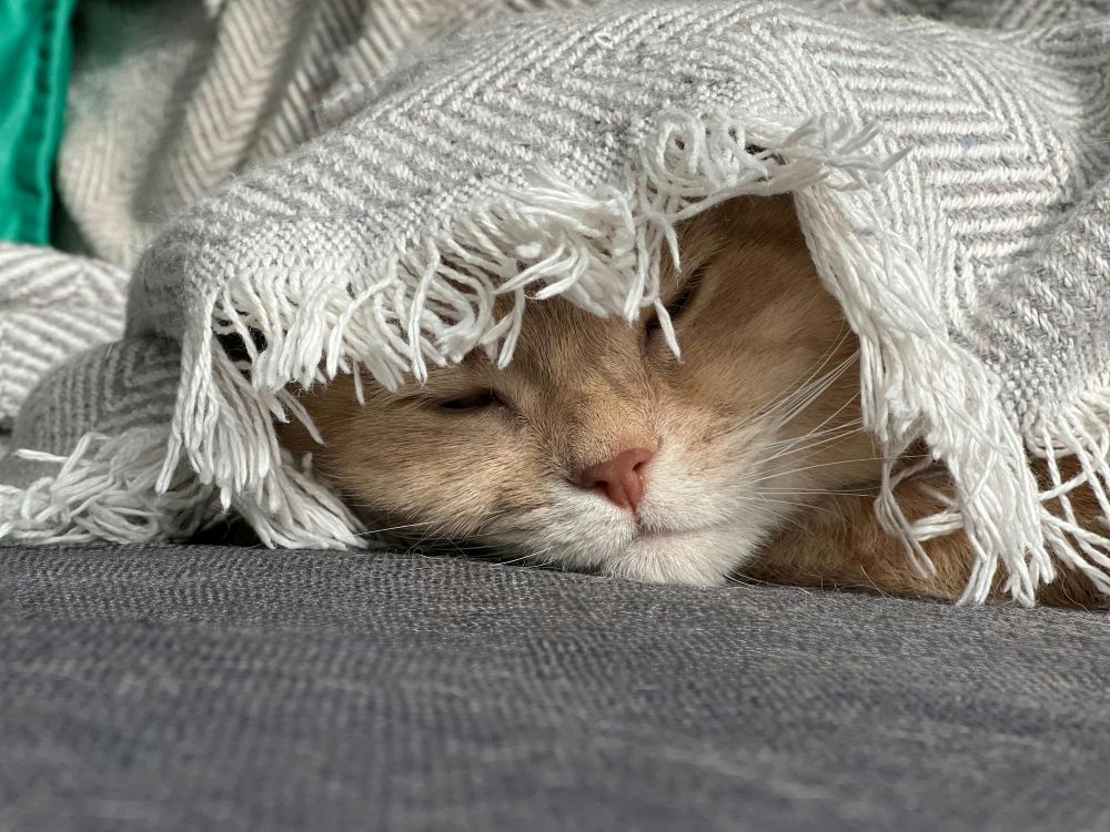 A tan/cream-coloured cat snuggles under a cream-coloured knit blanket in Croatia