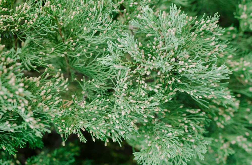 Close-up view of conifer branches