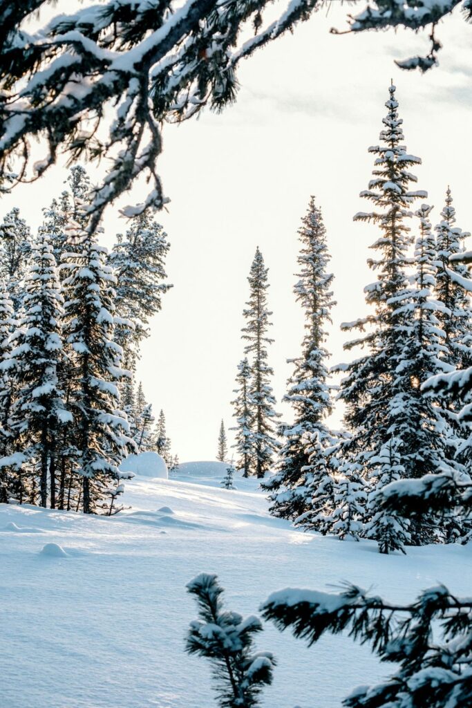 A beautiful view of tall evergreen trees with snowy branches and a vast snow-covered ground with a light sky in the background at Yergaki Nature Park, Siberia