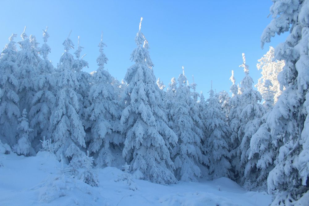 A beautiful January scene showing a snow-covered evergreen tree-line against a bright blue sky