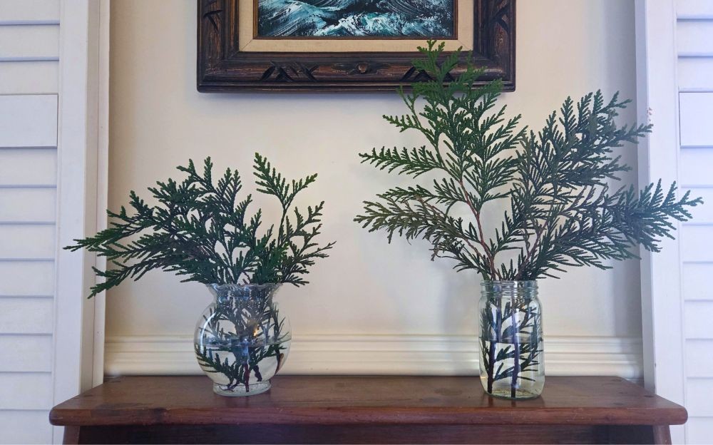 January evergreen decor: a small glass vase and a glass jar are filled with water and evergreen branch clippings atop a small wood table situated between two windows with open plantation shutters and a wood-framed painting above