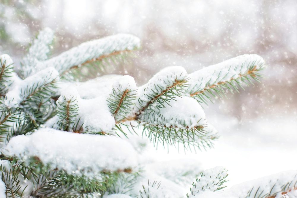 Close-up photo of pine needle branches covered in snow amongst a January snowfall