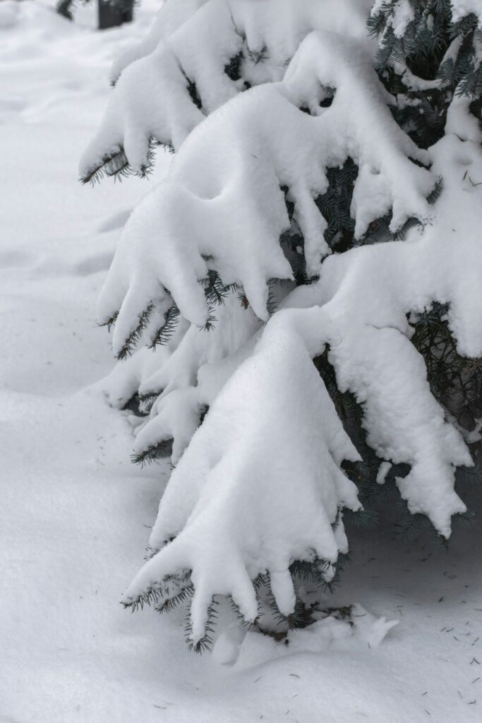 The lower branches of an evergreen tree covered in a snow drift, a common January sight