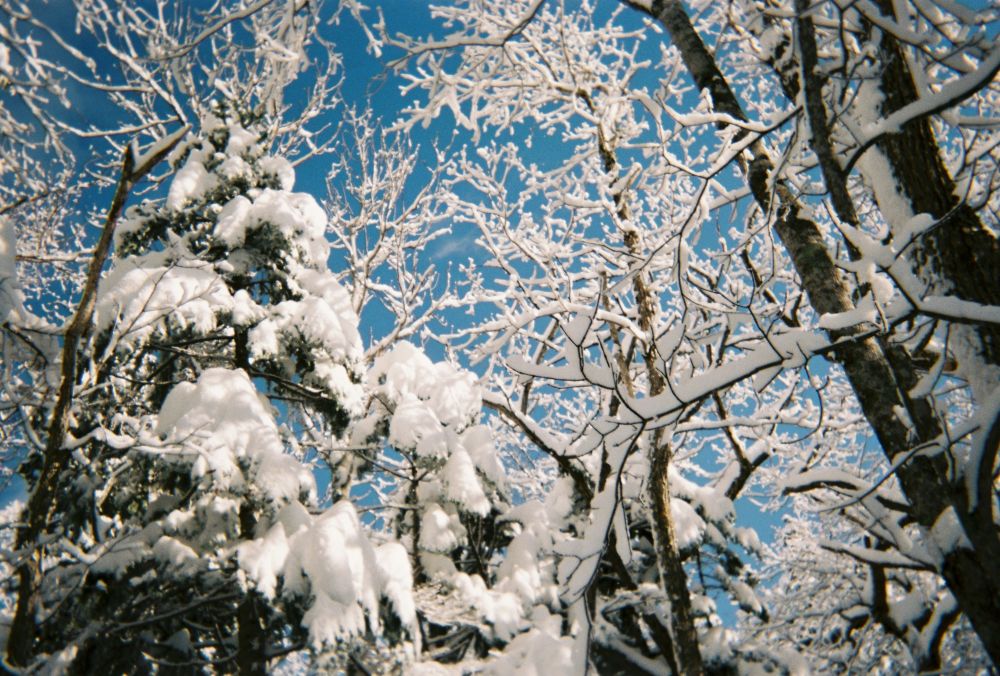 Photo of deciduous trees as well as evergreens in January with branches covered in snow against a bright blue sky