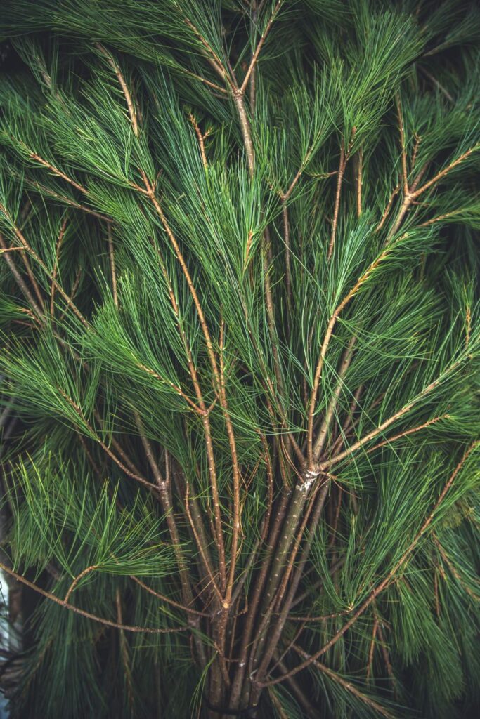 Close-up view of a bundle of long-leaf pine needle branches