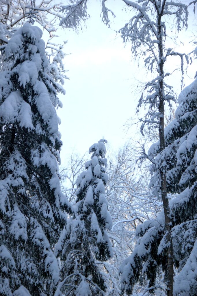 Tall evergreen trees covered in snow against a light blue sky