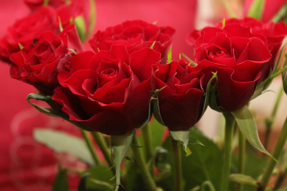 Close-up photo of the most ubiquitous symbol of February love: a bouquet of bright red roses
