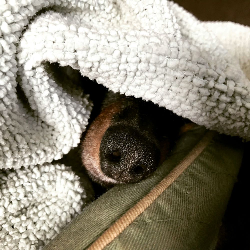 Close-up view of a dog nose sticking out from under blanket on sofa