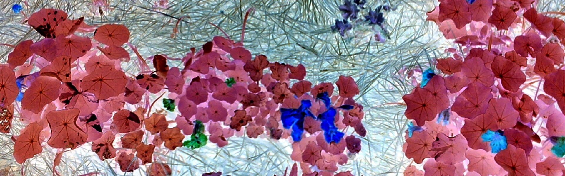 Negative-image photo showing vivid blue and coral-coloured flowers in a bed of pinestraw